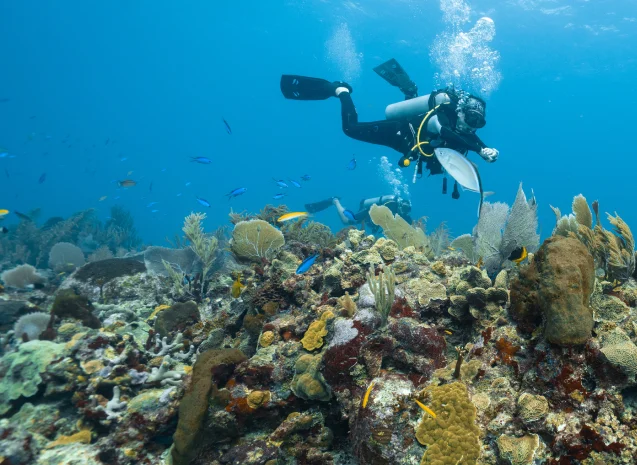 Divers exploring vibrant coral reef in Komodo